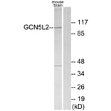 Western Blot - Anti-GCN5L2 Antibody (C11438) - Antibodies.com