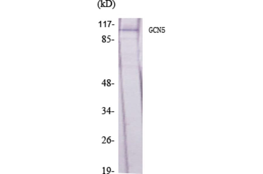 Western Blot - Anti-GCN5L2 Antibody (C11438) - Antibodies.com