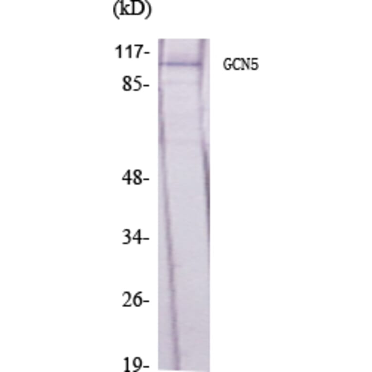 Western Blot - Anti-GCN5L2 Antibody (C11438) - Antibodies.com