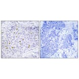 Immunohistochemistry - Anti-GCN5L2 Antibody (C11438) - Antibodies.com