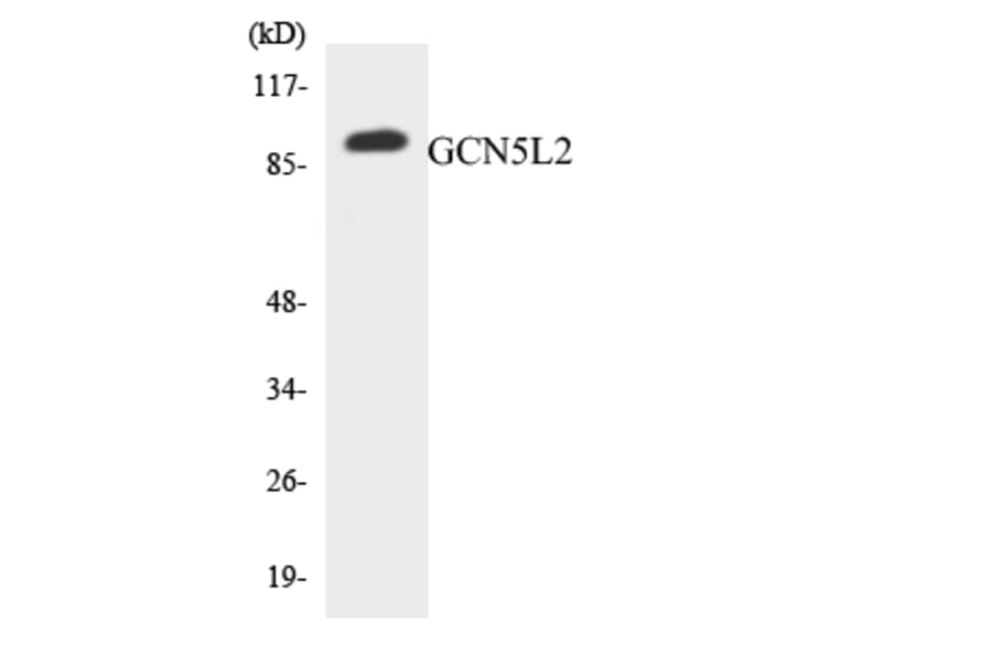 Western Blot - Anti-GCN5L2 Antibody (R12-2803) - Antibodies.com