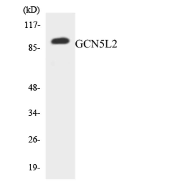 Western Blot - Anti-GCN5L2 Antibody (R12-2803) - Antibodies.com