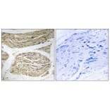 Immunohistochemistry - Anti-ELOVL1 Antibody (C15617) - Antibodies.com