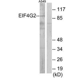 Western Blot - Anti-EIF4G2 Antibody (C13062) - Antibodies.com