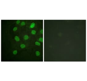 Immunofluorescence - Anti-DNA-PK Antibody (B0908) - Antibodies.com