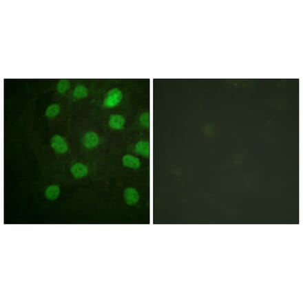 Immunofluorescence - Anti-DNA-PK Antibody (B0908) - Antibodies.com