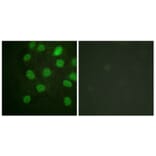 Immunofluorescence - Anti-DNA-PK Antibody (B0908) - Antibodies.com