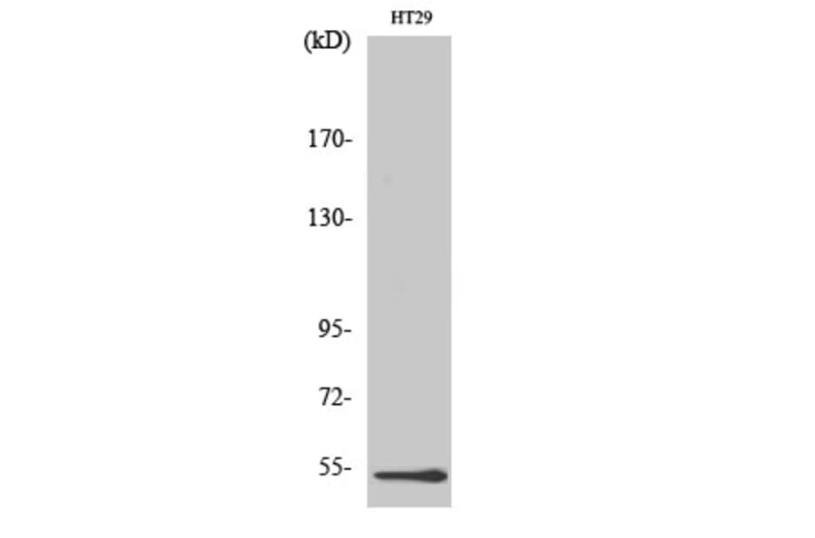 Western Blot - Anti-DDX19B Antibody (C14648) - Antibodies.com