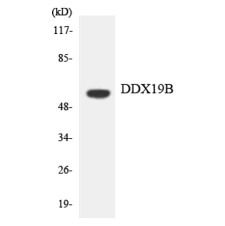 Western Blot - Anti-DDX19B Antibody (R12-2690) - Antibodies.com