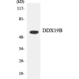 Western Blot - Anti-DDX19B Antibody (R12-2690) - Antibodies.com