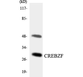 Western Blot - Anti-CREBZF Antibody (R12-2654) - Antibodies.com