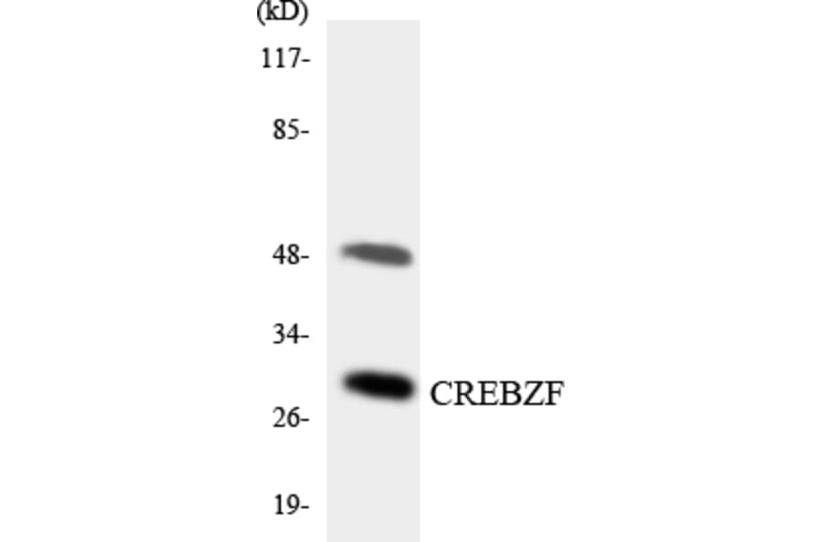Western Blot - Anti-CREBZF Antibody (R12-2654) - Antibodies.com
