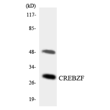 Western Blot - Anti-CREBZF Antibody (R12-2654) - Antibodies.com