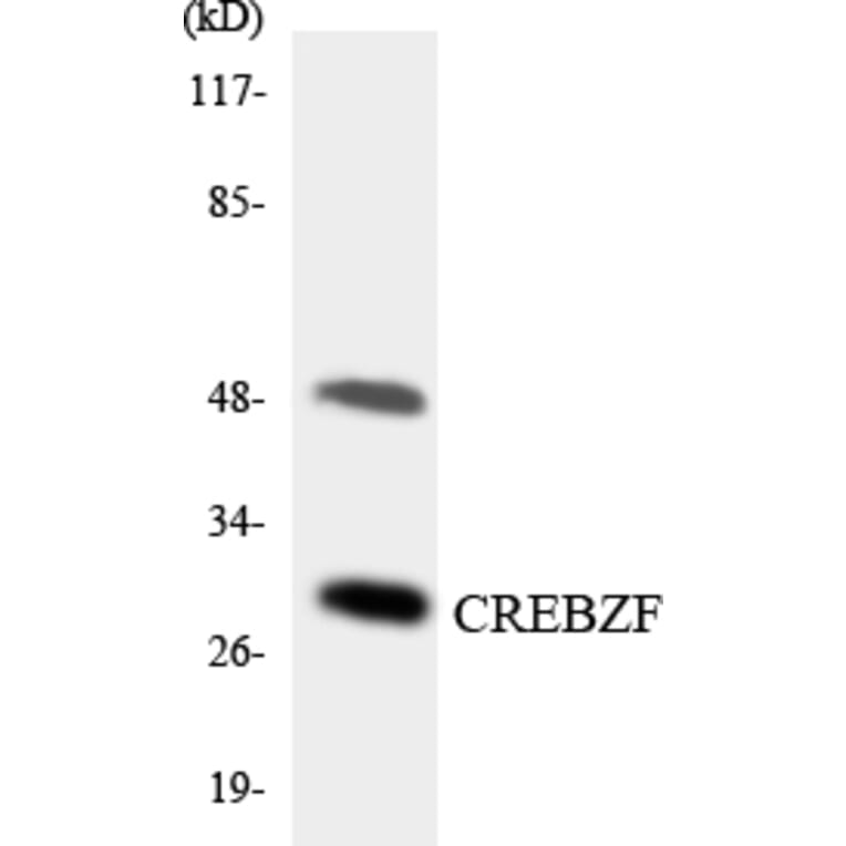 Western Blot - Anti-CREBZF Antibody (R12-2654) - Antibodies.com
