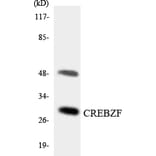 Western Blot - Anti-CREBZF Antibody (R12-2654) - Antibodies.com