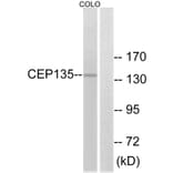 Western Blot - Anti-CEP135 Antibody (C15038) - Antibodies.com
