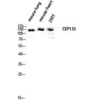 Western Blot - Anti-CEP135 Antibody (C15038) - Antibodies.com