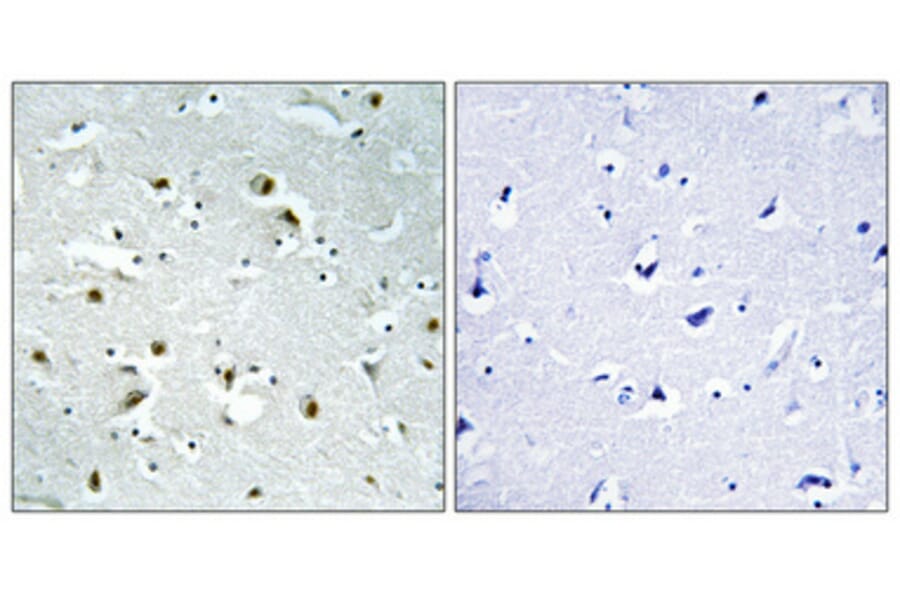 Immunohistochemistry - Anti-CEP135 Antibody (C15038) - Antibodies.com