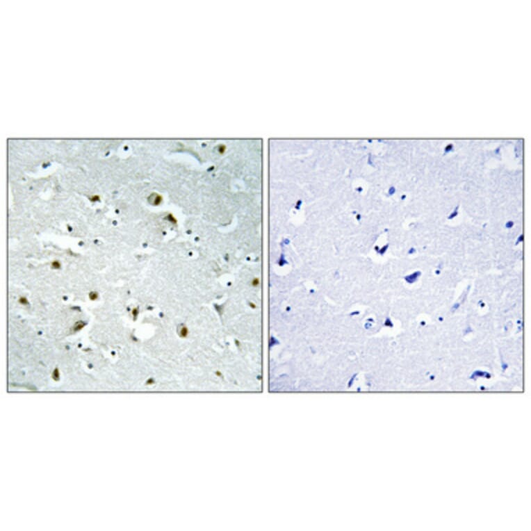 Immunohistochemistry - Anti-CEP135 Antibody (C15038) - Antibodies.com