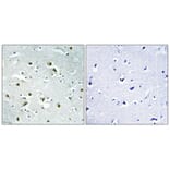 Immunohistochemistry - Anti-CEP135 Antibody (C15038) - Antibodies.com