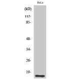 Western Blot - Anti-CDKAP1 Antibody (C10037) - Antibodies.com