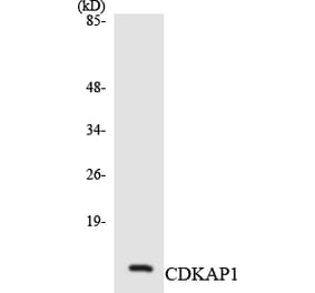 Western Blot - Anti-CDKAP1 Antibody (R12-2607) - Antibodies.com