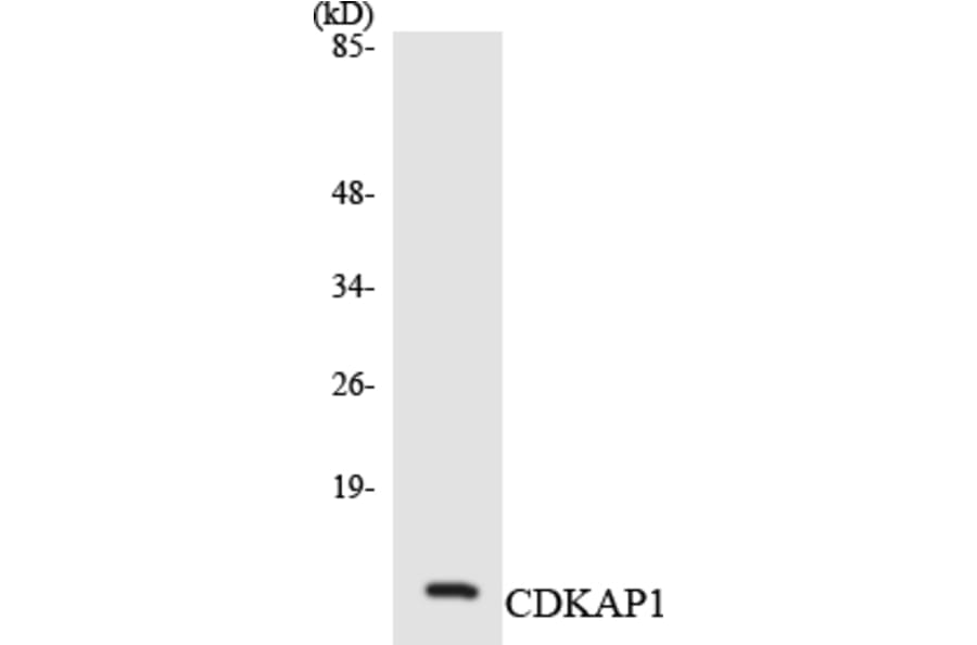 Western Blot - Anti-CDKAP1 Antibody (R12-2607) - Antibodies.com