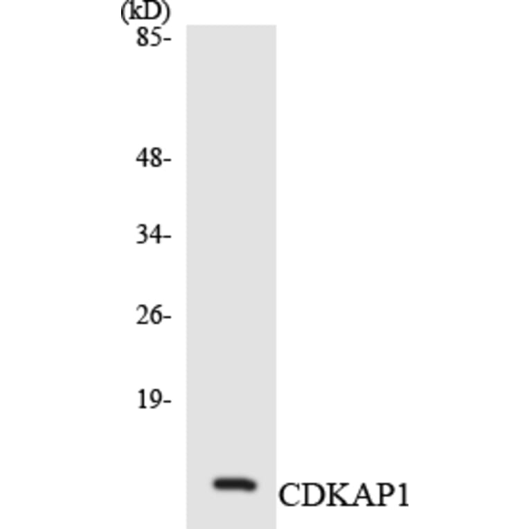 Western Blot - Anti-CDKAP1 Antibody (R12-2607) - Antibodies.com