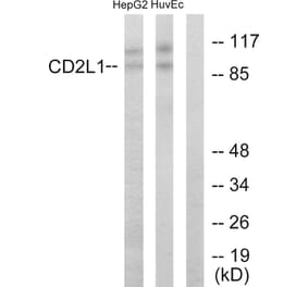 Western Blot - Anti-CDC2L1 Antibody (C10442) - Antibodies.com