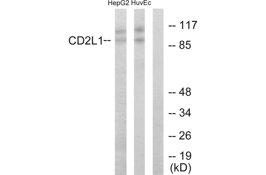 Western Blot - Anti-CDC2L1 Antibody (C10442) - Antibodies.com