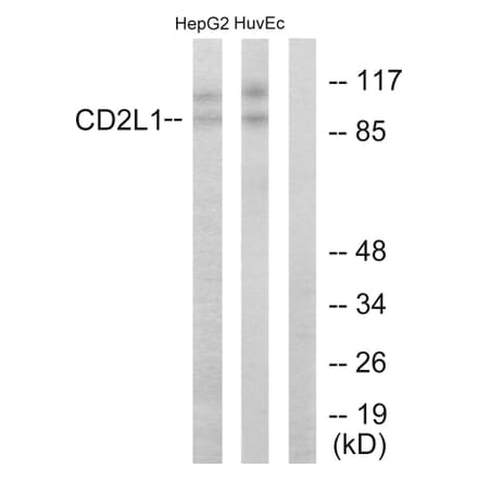 Western Blot - Anti-CDC2L1 Antibody (C10442) - Antibodies.com