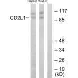 Western Blot - Anti-CDC2L1 Antibody (C10442) - Antibodies.com