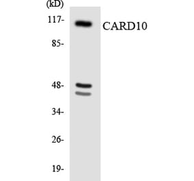 Western Blot - Anti-CARD10 Antibody (R12-2569) - Antibodies.com