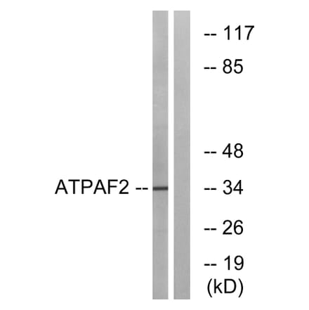 Western Blot - Anti-ATPAF2 Antibody (C14600) - Antibodies.com