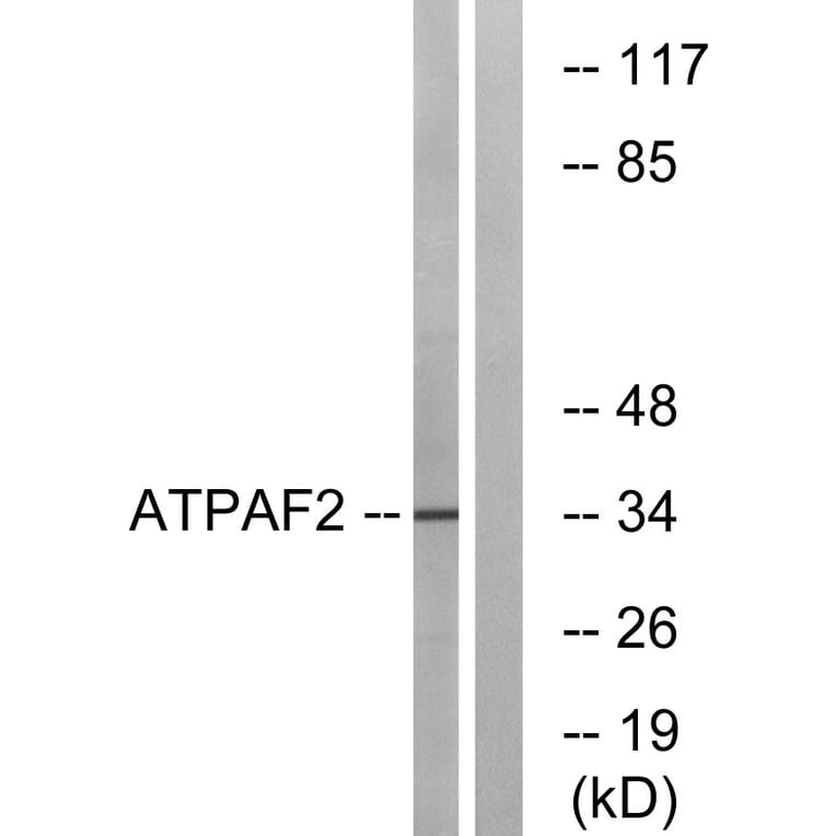 Western Blot - Anti-ATPAF2 Antibody (C14600) - Antibodies.com