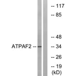 Western Blot - Anti-ATPAF2 Antibody (C14600) - Antibodies.com