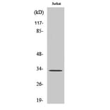 Western Blot - Anti-ATPAF2 Antibody (C14600) - Antibodies.com