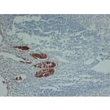 Immunohistochemistry - Anti-Villin Antibody (V0138) - Antibodies.com