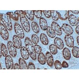 Immunohistochemistry - Anti-Villin Antibody (V0138) - Antibodies.com