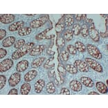 Immunohistochemistry - Anti-Villin Antibody (V0138) - Antibodies.com