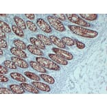 Immunohistochemistry - Anti-Villin Antibody (V0138) - Antibodies.com