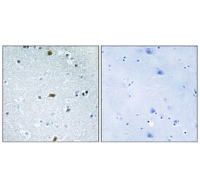 Immunohistochemistry - Anti-ZFHX3 Antibody (C11114) - Antibodies.com