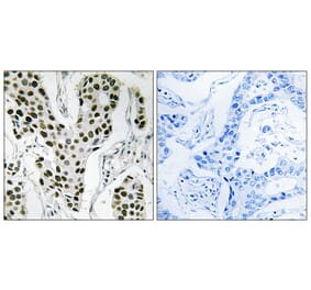 Immunohistochemistry - Anti-ZC3H4 Antibody (C19577) - Antibodies.com