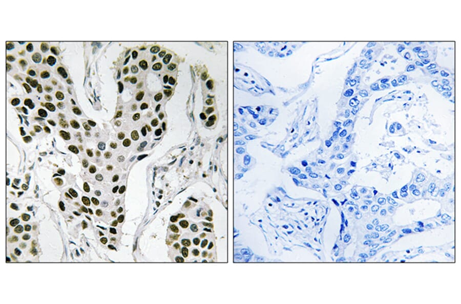 Immunohistochemistry - Anti-ZC3H4 Antibody (C19577) - Antibodies.com