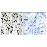 Immunohistochemistry - Anti-ZC3H4 Antibody (C19577) - Antibodies.com