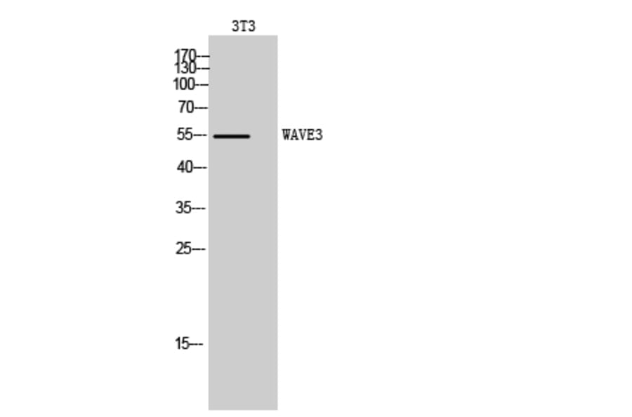 Western Blot - Anti-WASF3 Antibody (C19561) - Antibodies.com