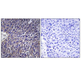 Immunohistochemistry - Anti-USP50 Antibody (C16379) - Antibodies.com