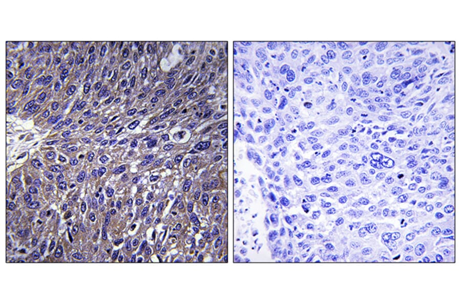 Immunohistochemistry - Anti-USP50 Antibody (C16379) - Antibodies.com