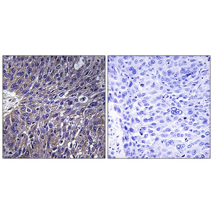 Immunohistochemistry - Anti-USP50 Antibody (C16379) - Antibodies.com