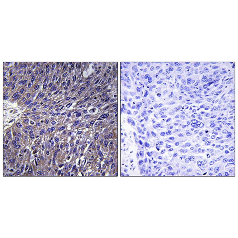 Immunohistochemistry - Anti-USP50 Antibody (C16379) - Antibodies.com